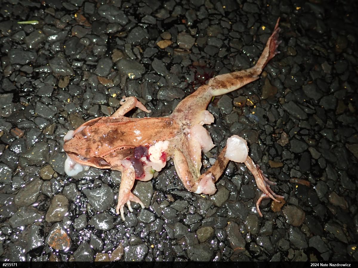 Wood Frog