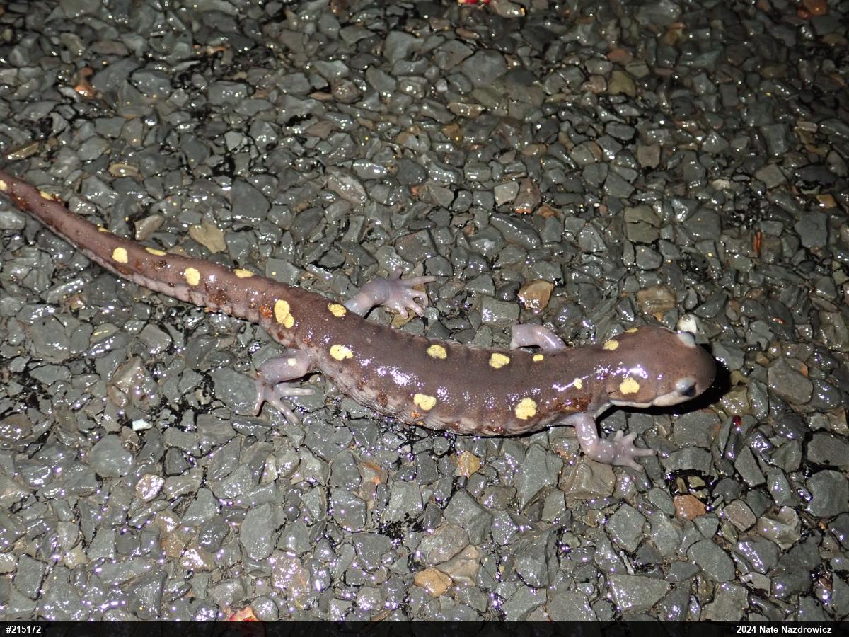 Spotted Salamander
