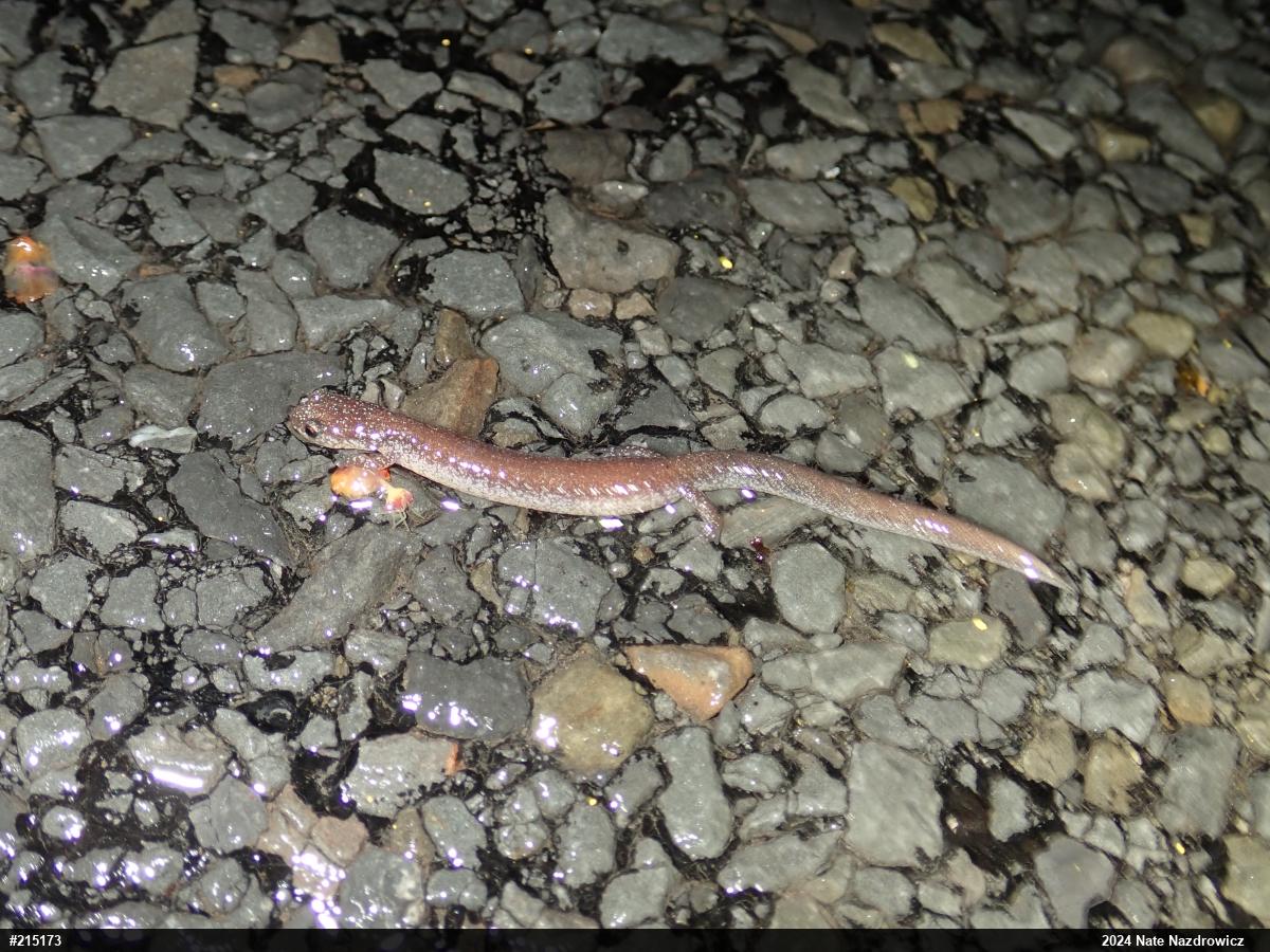 Eastern Red-backed  Salamander