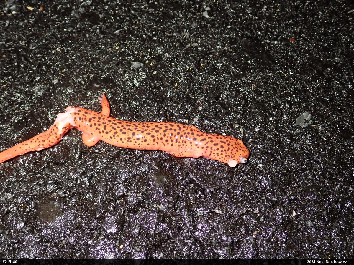 Northern Red Salamander