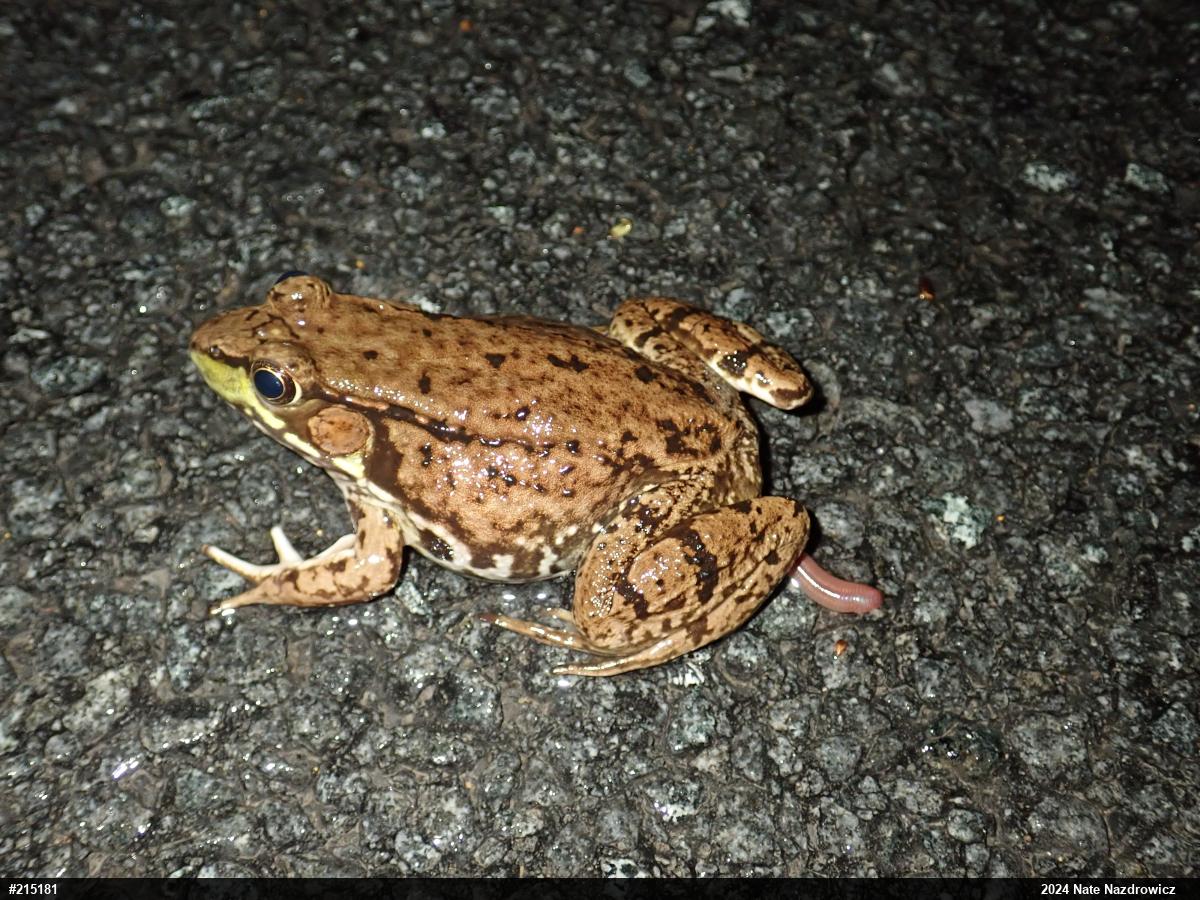 Green Frog