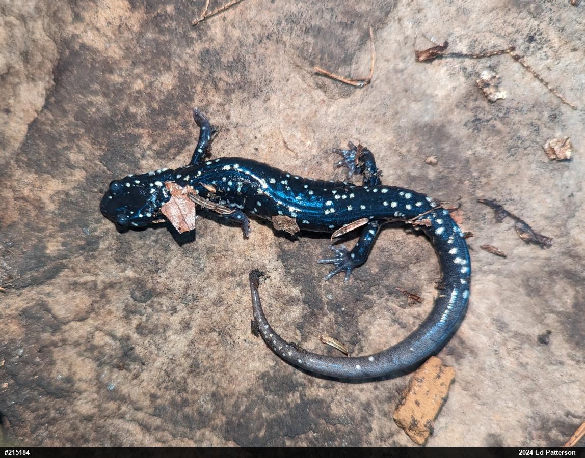 Northern Slimy Salamander