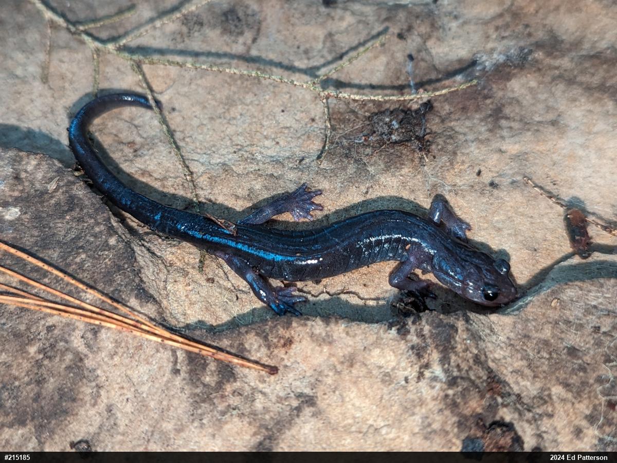 Wehrle's Salamander