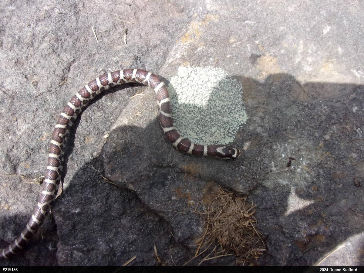 Eastern Milksnake