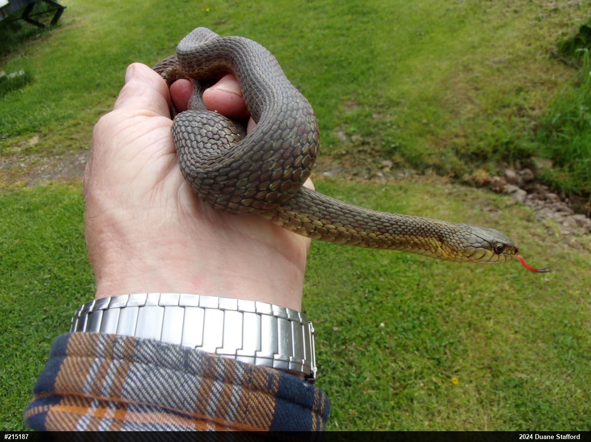 Eastern Gartersnake