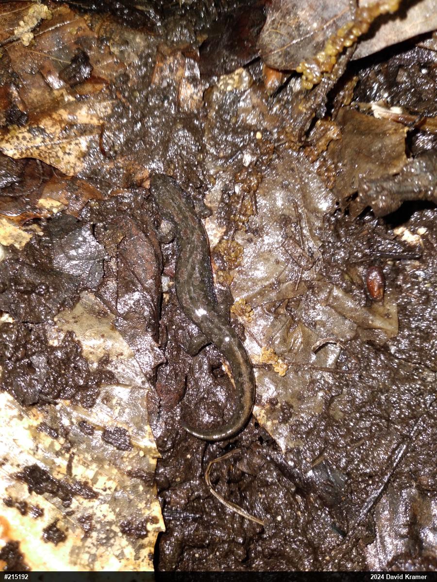 Northern Dusky Salamander
