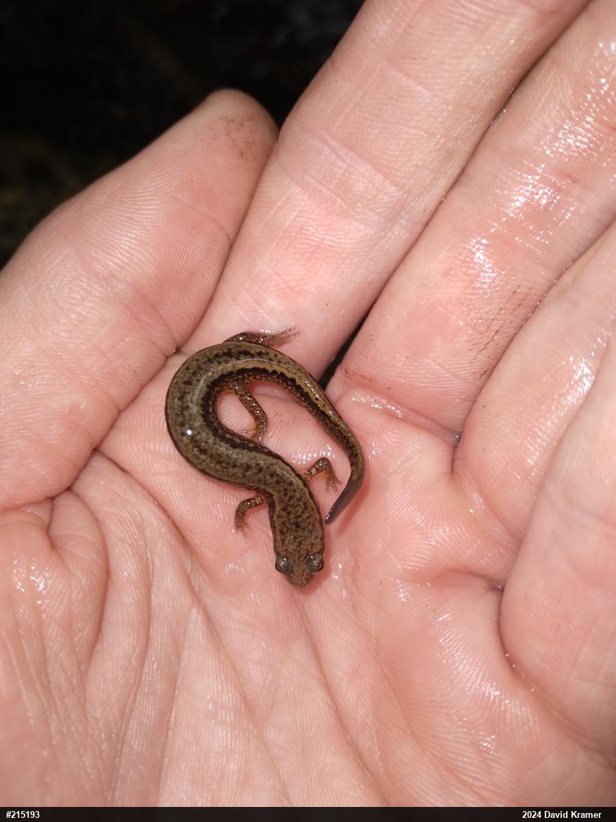 Northern Two-lined Salamander