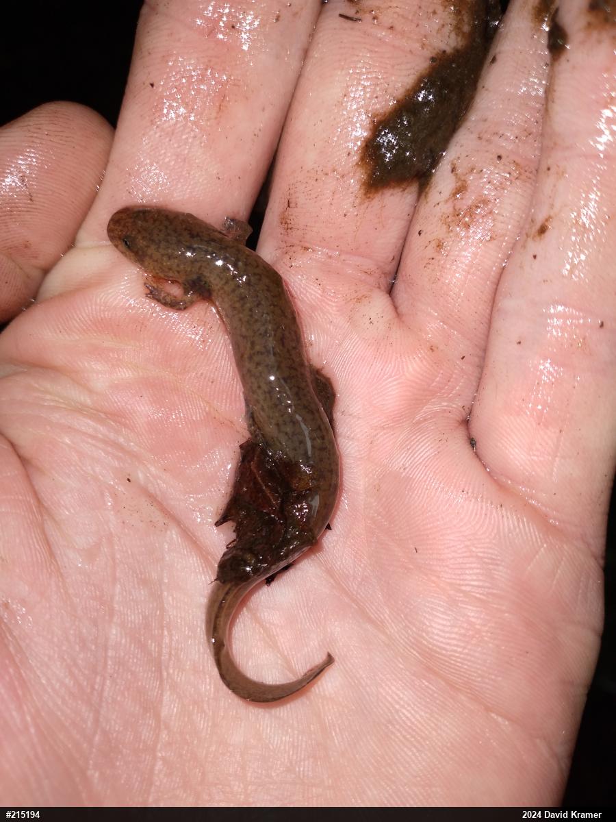 Northern Red Salamander