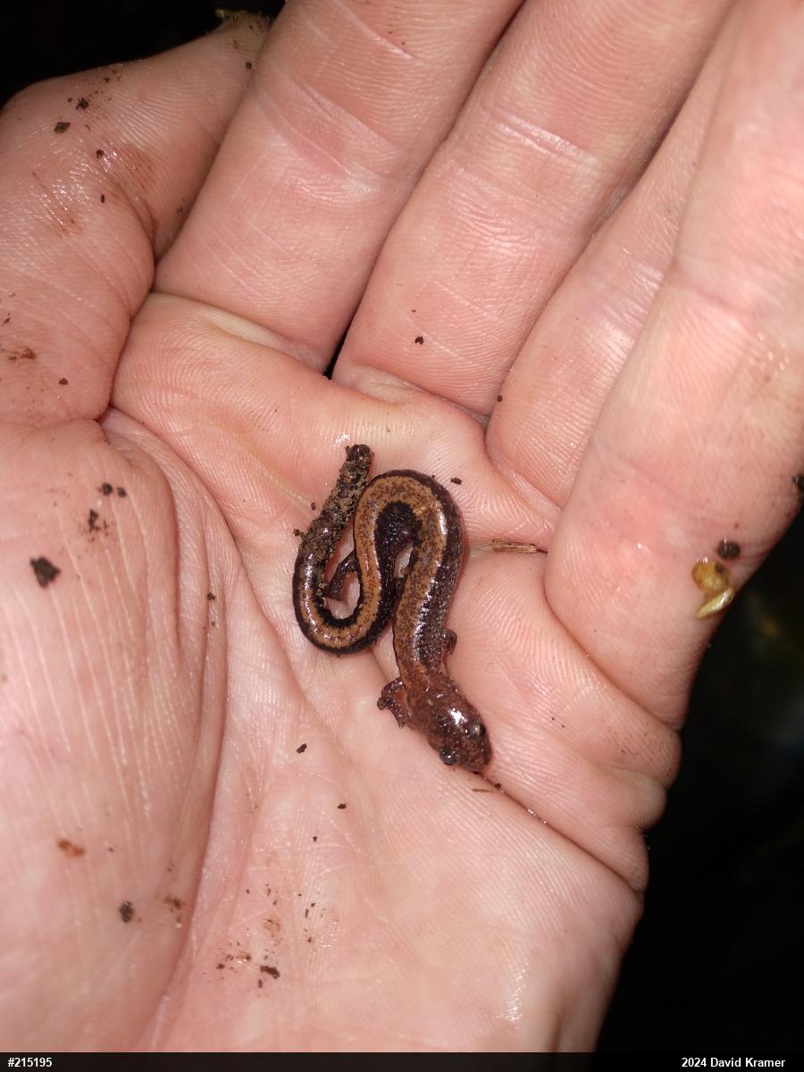 Eastern Red-backed  Salamander