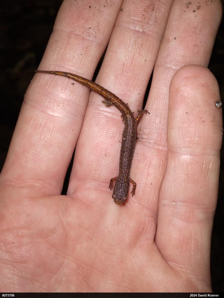 Four-toed Salamander
