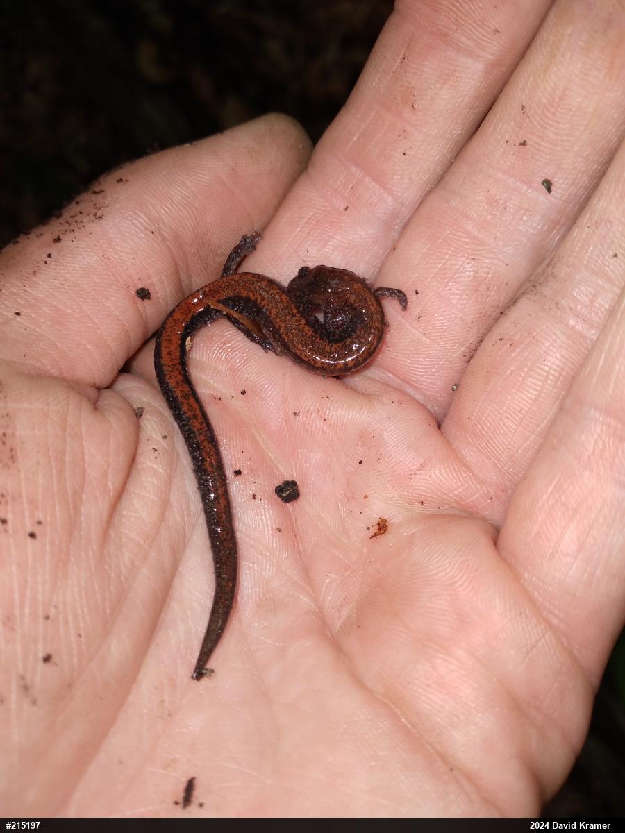 Eastern Red-backed  Salamander