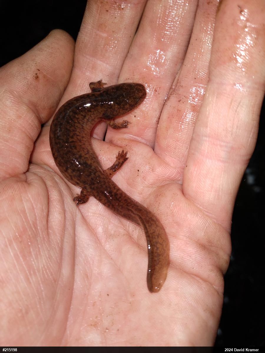 Northern Red Salamander