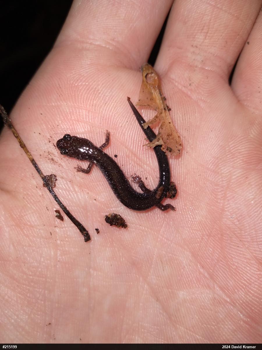 Eastern Red-backed  Salamander