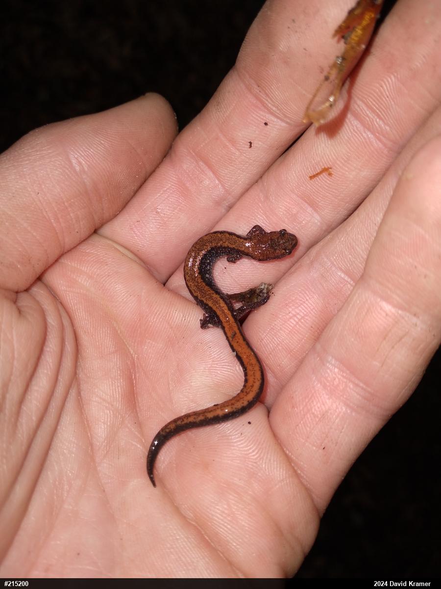 Eastern Red-backed  Salamander