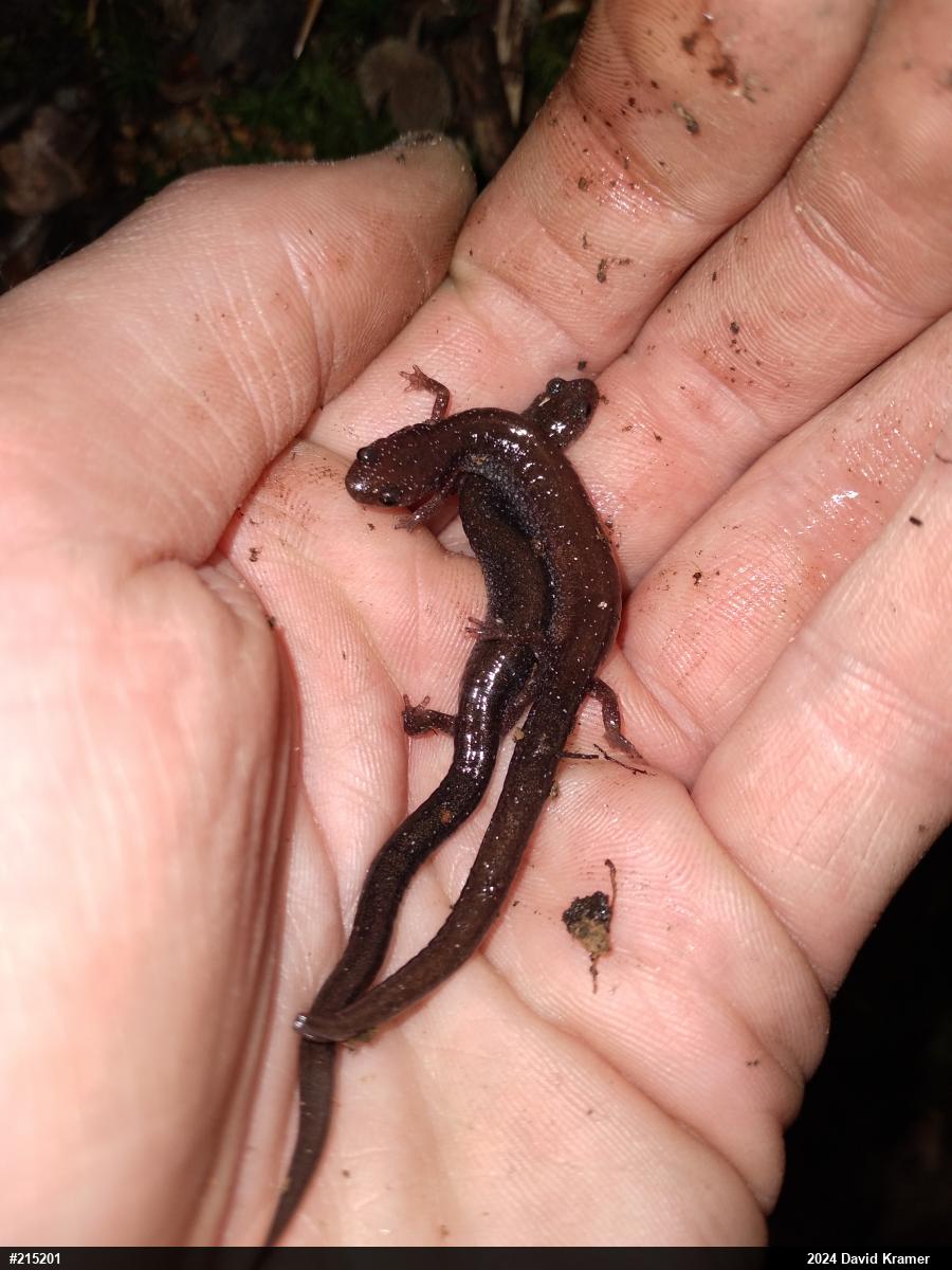 Eastern Red-backed  Salamander