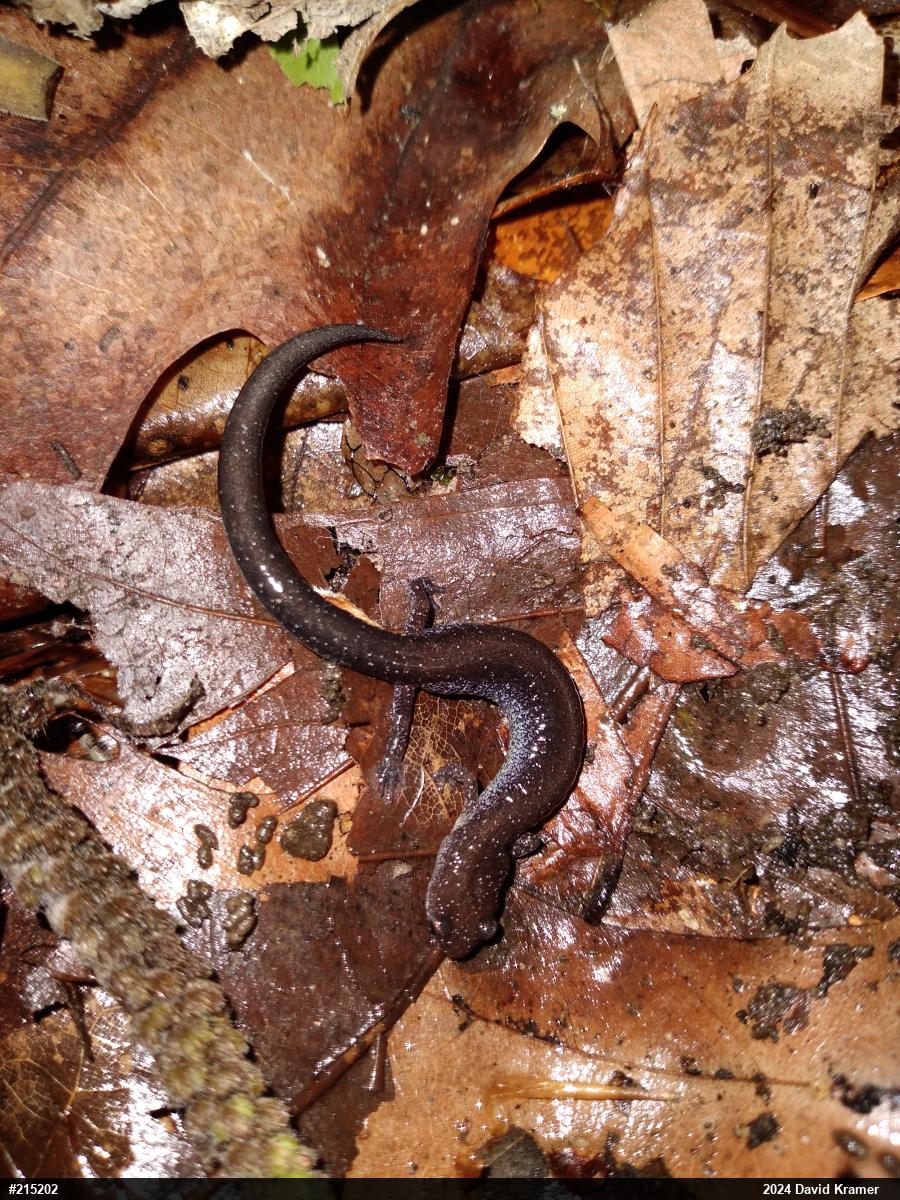 Eastern Red-backed  Salamander