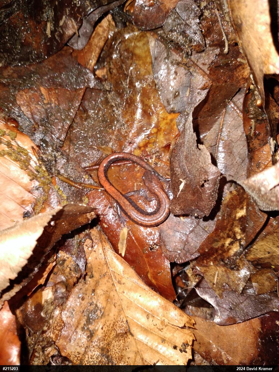 Eastern Red-backed  Salamander
