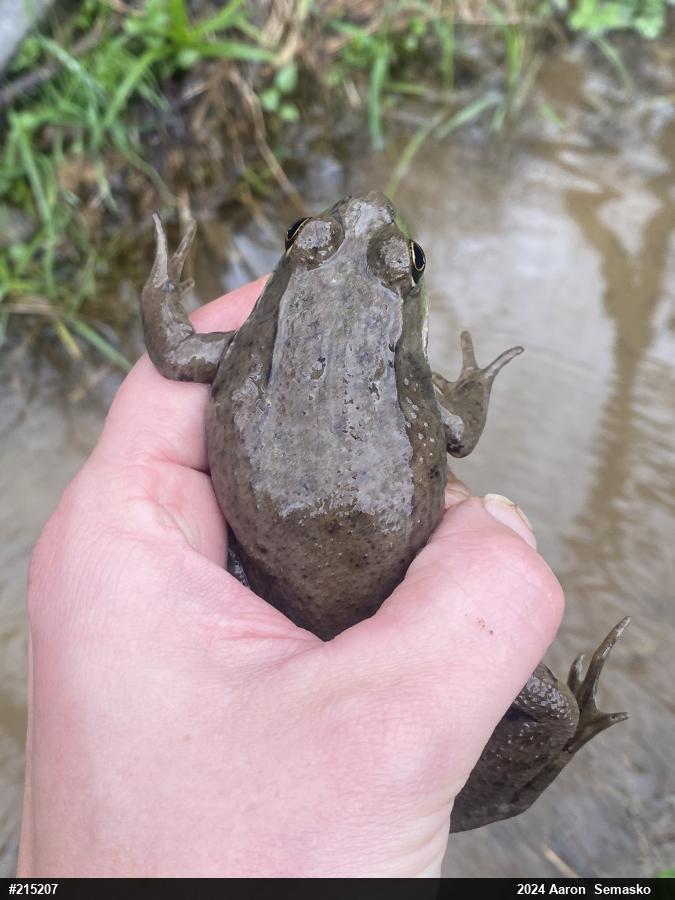 Green Frog