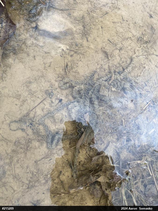 Eastern American Toad
