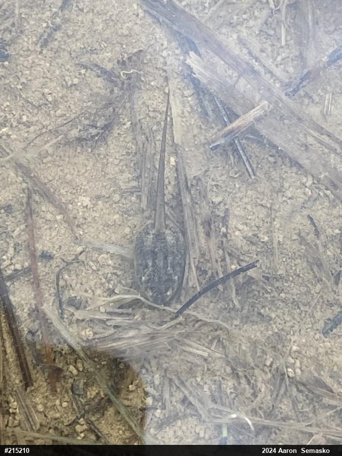 Wood Frog
