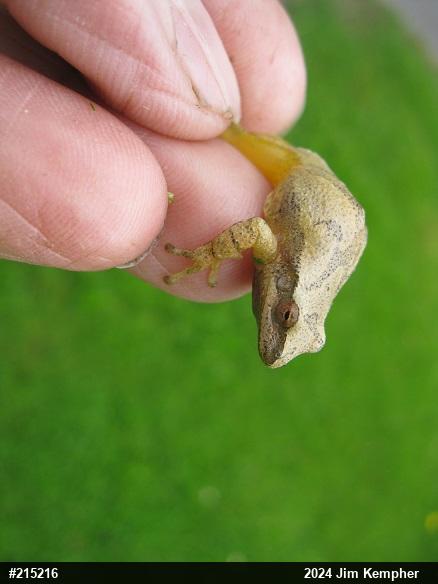 Spring Peeper