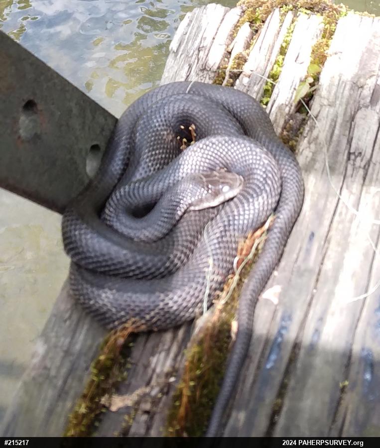 Eastern Ratsnake