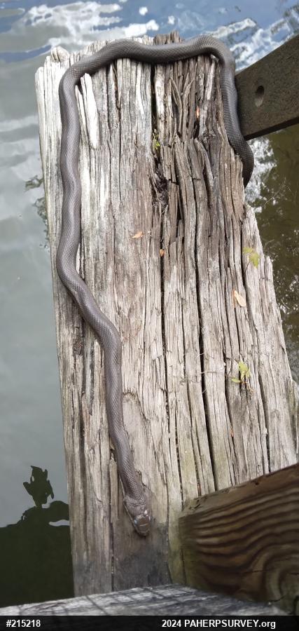 Eastern Ratsnake