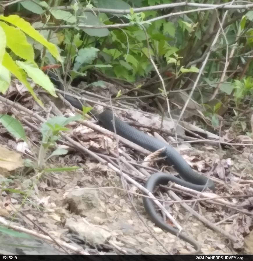 Northern Black Racer