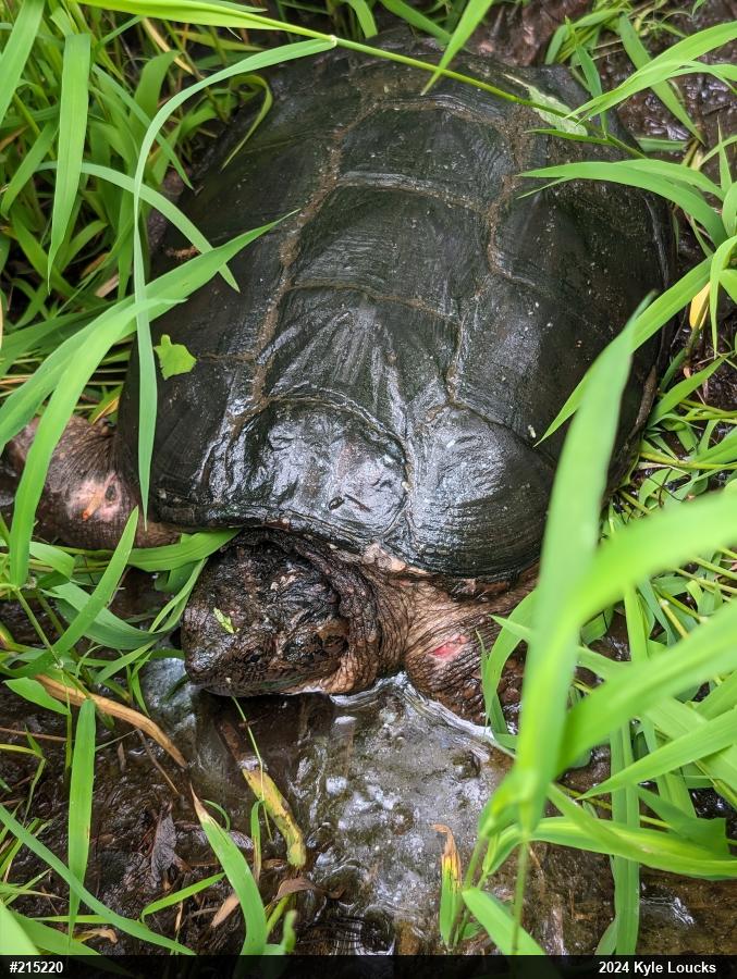 Snapping Turtle
