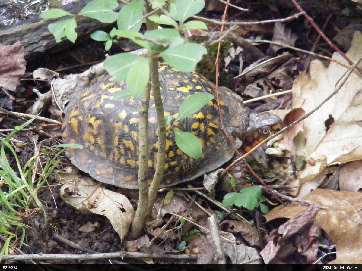 Eastern Box Turtle