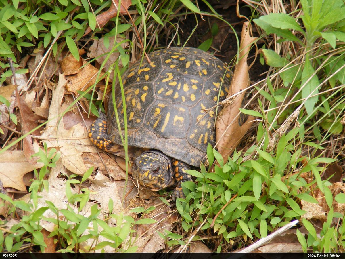 Eastern Box Turtle