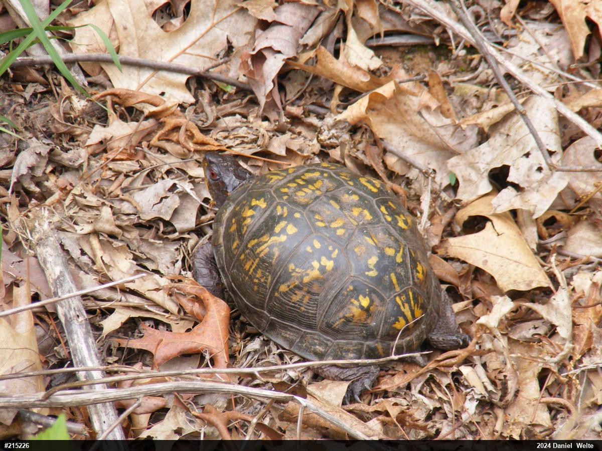 Eastern Box Turtle