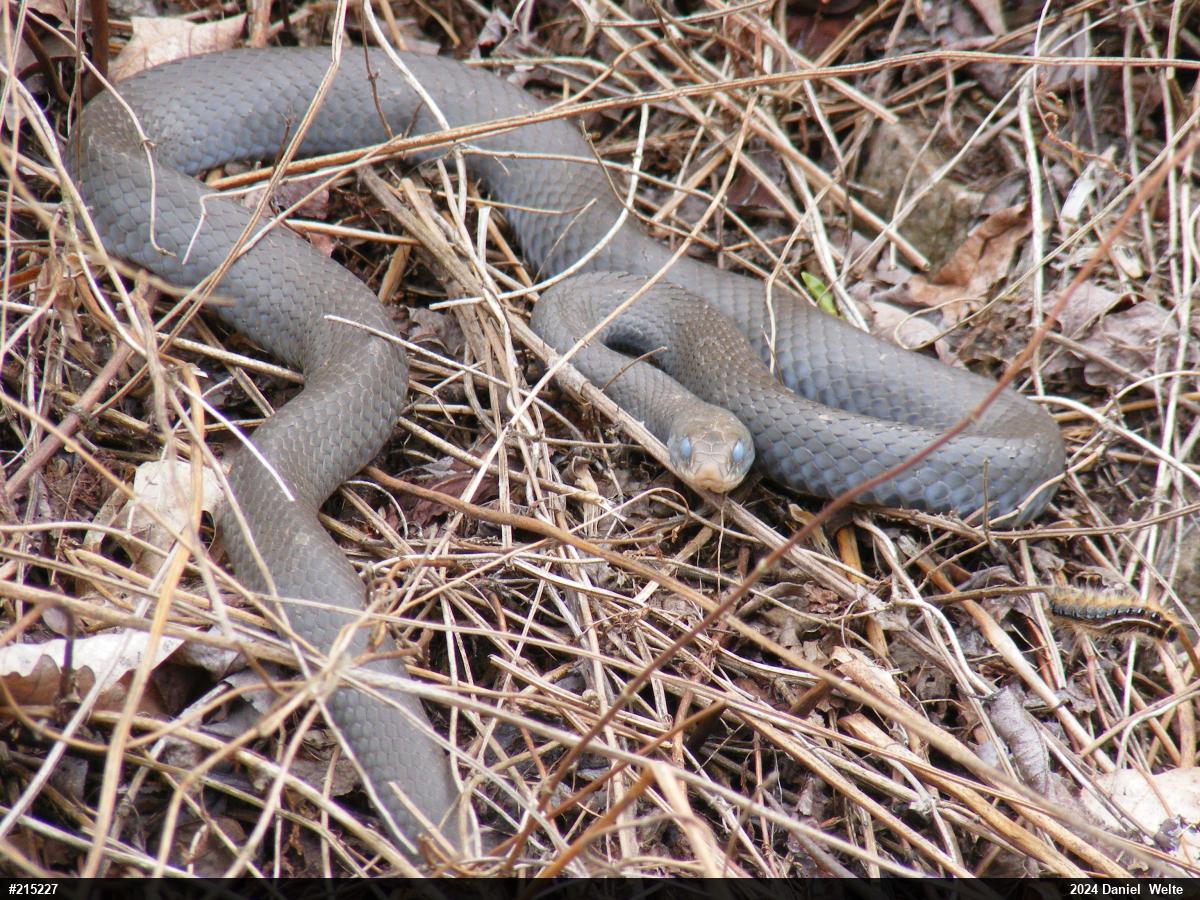 Northern Black Racer