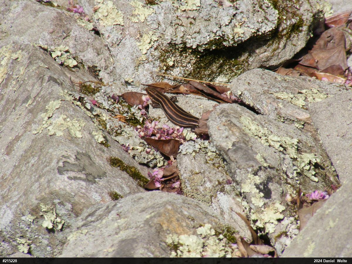 Common Five-lined Skink