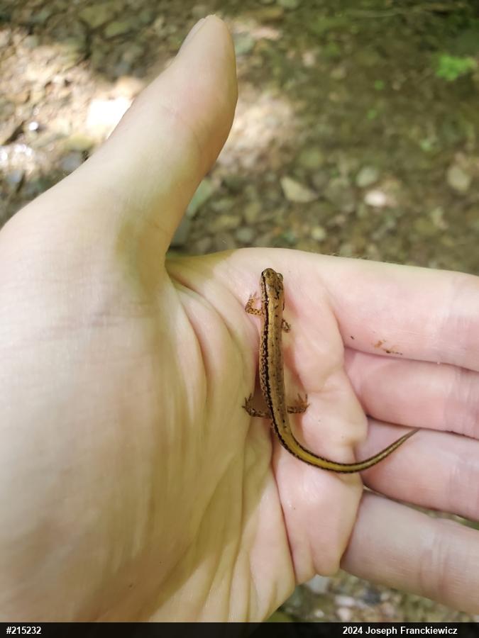 Northern Two-lined Salamander