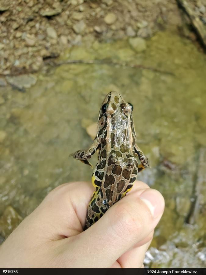 Pickerel Frog
