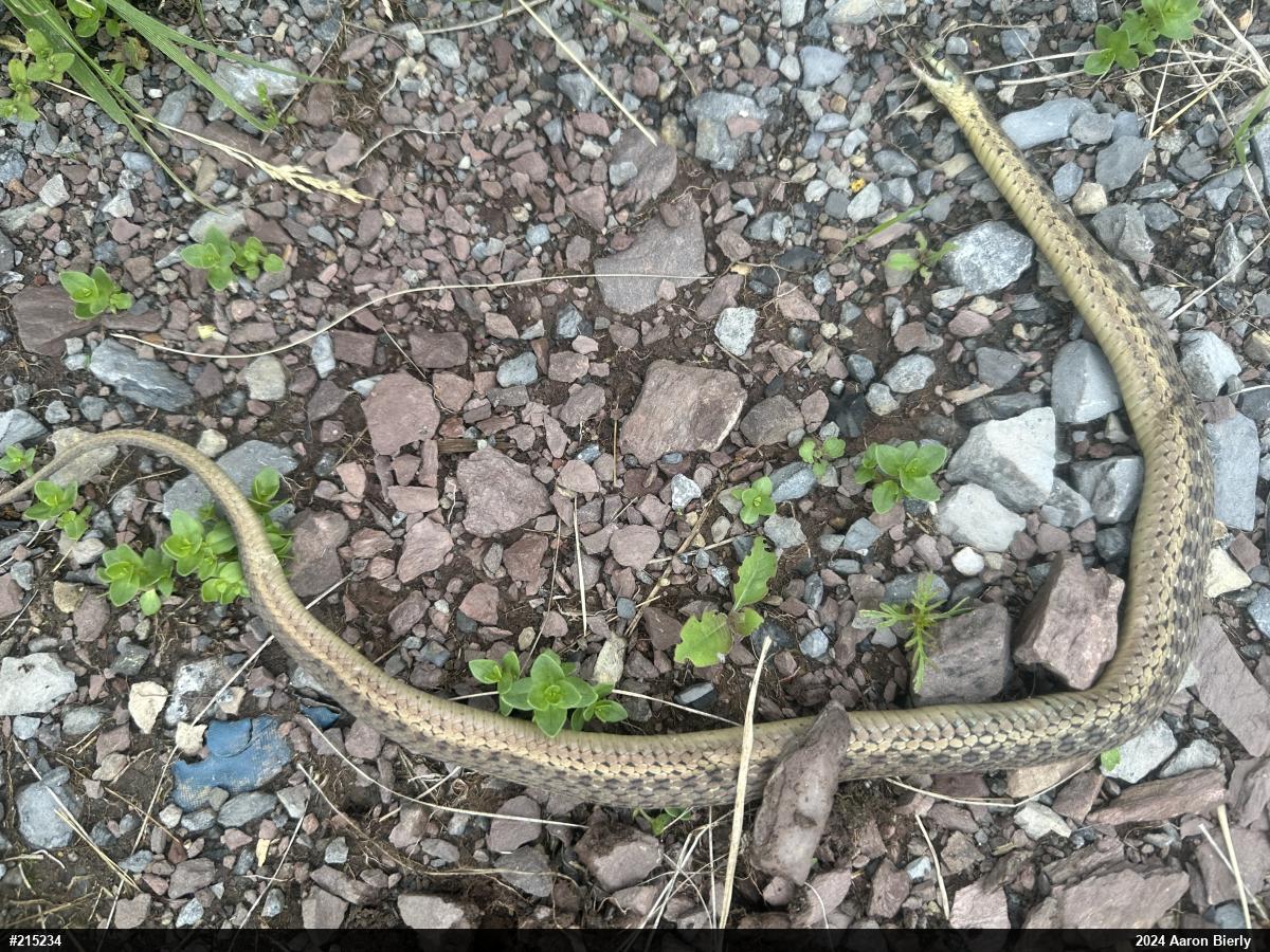 Eastern Gartersnake