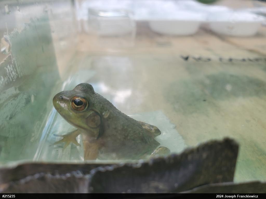 American Bullfrog