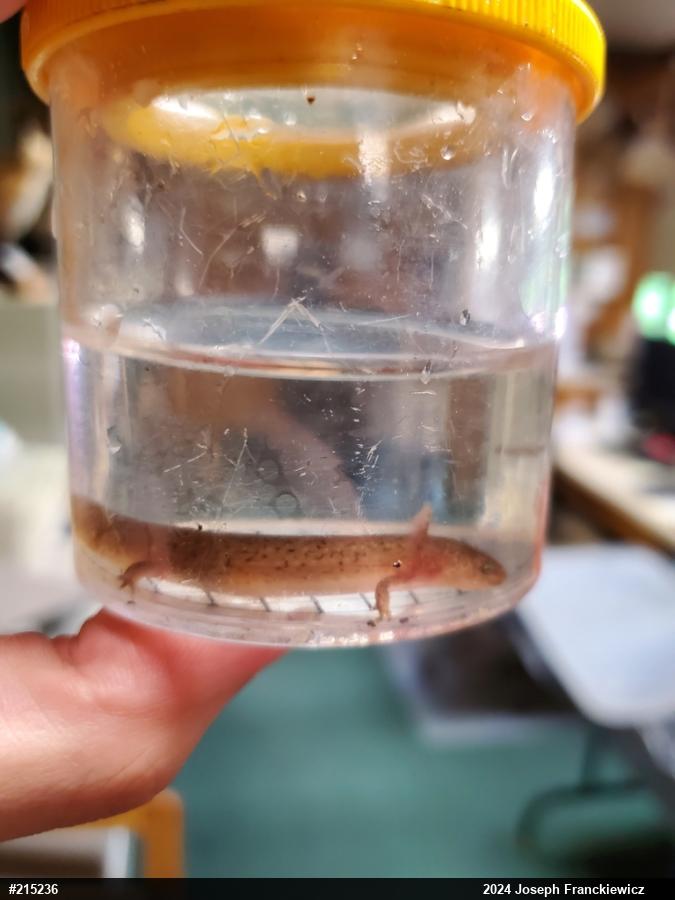 Northern Red Salamander