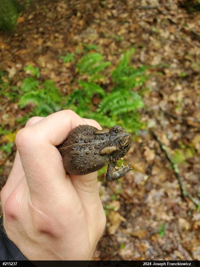 Eastern American Toad