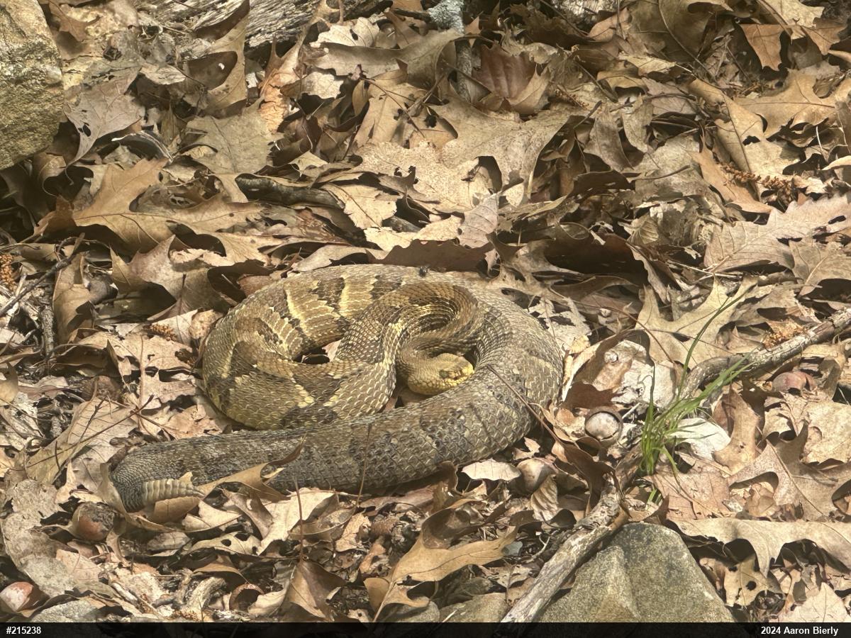 Timber Rattlesnake