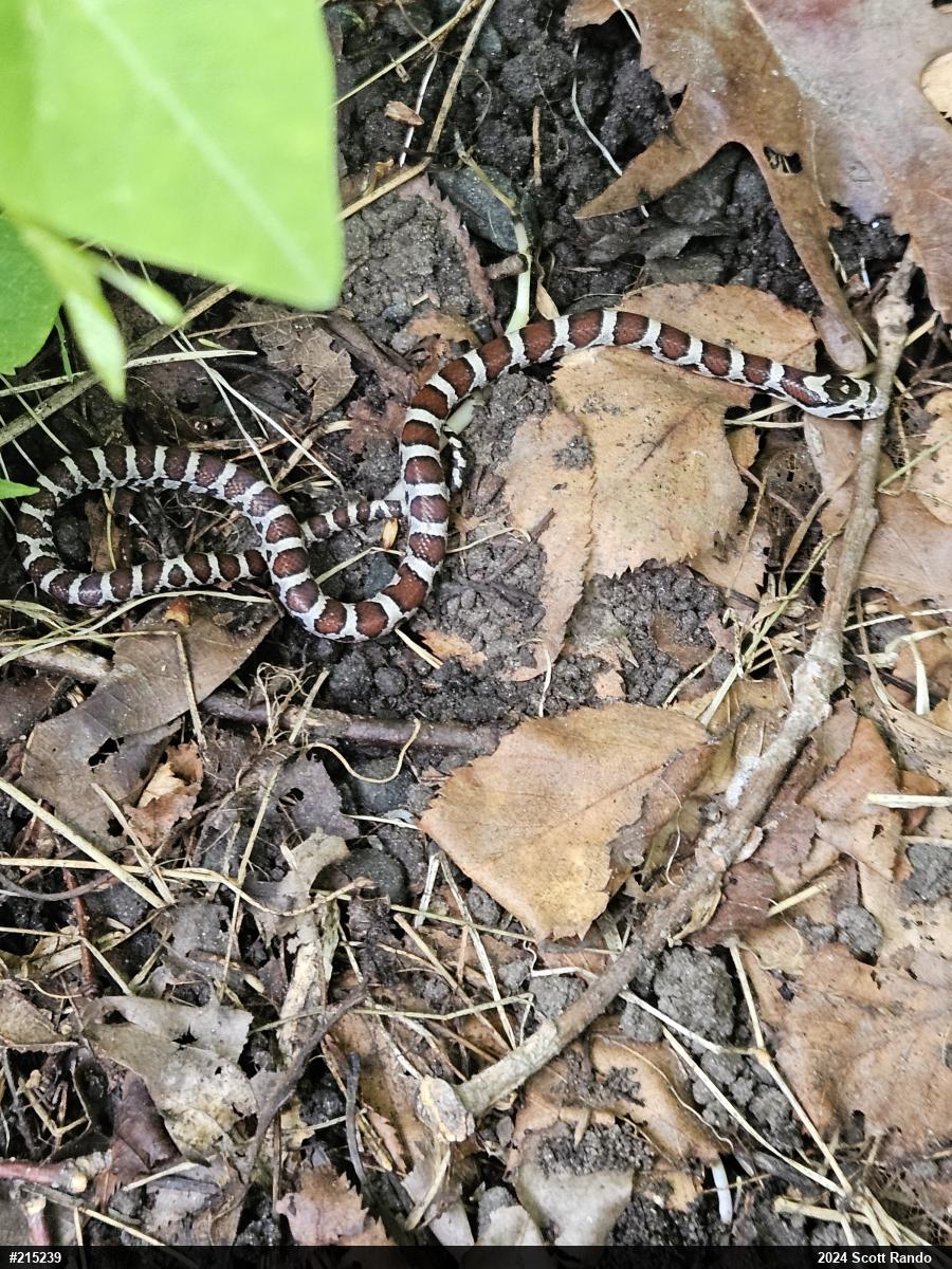Eastern Milksnake