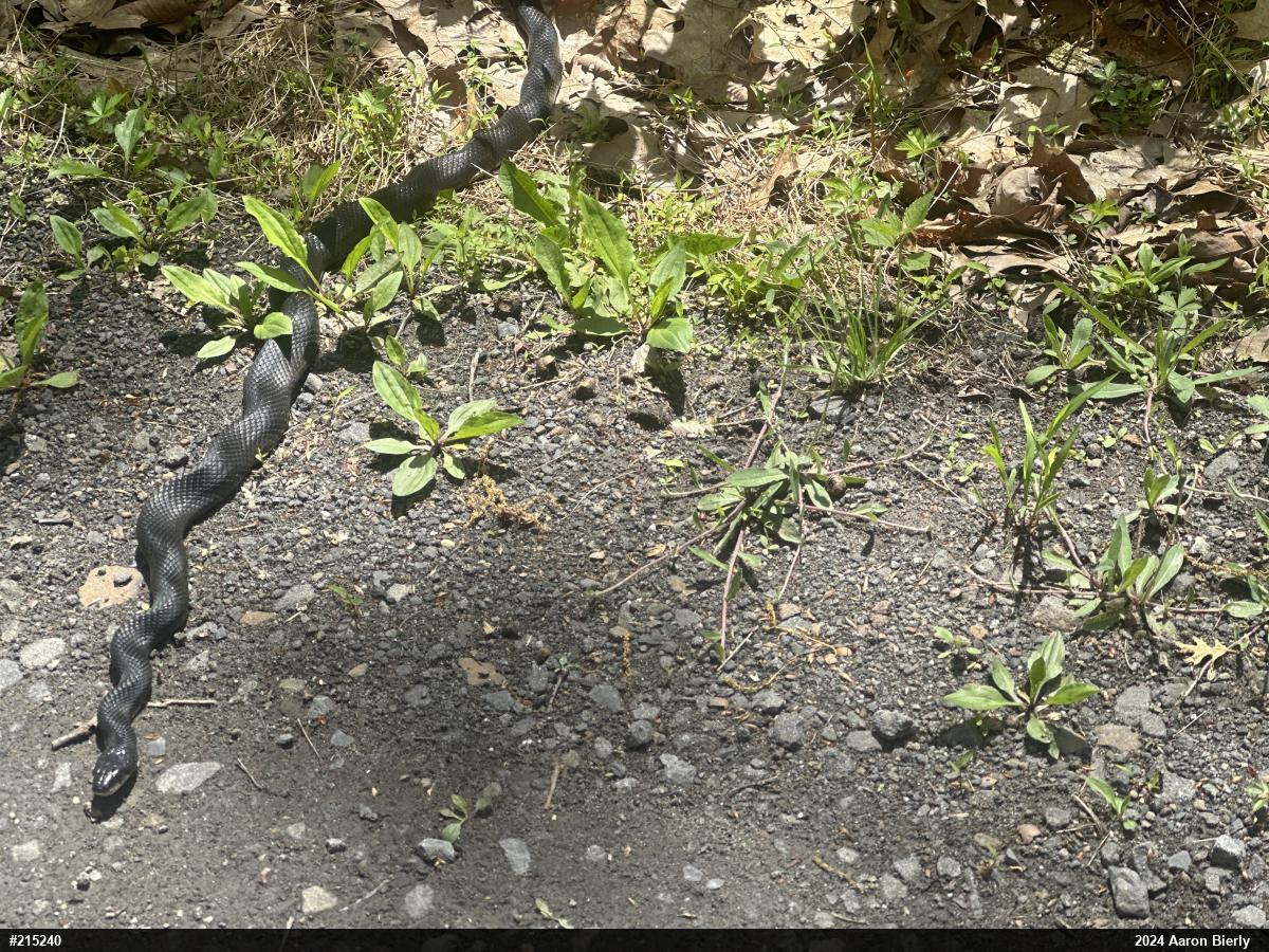 Eastern Ratsnake