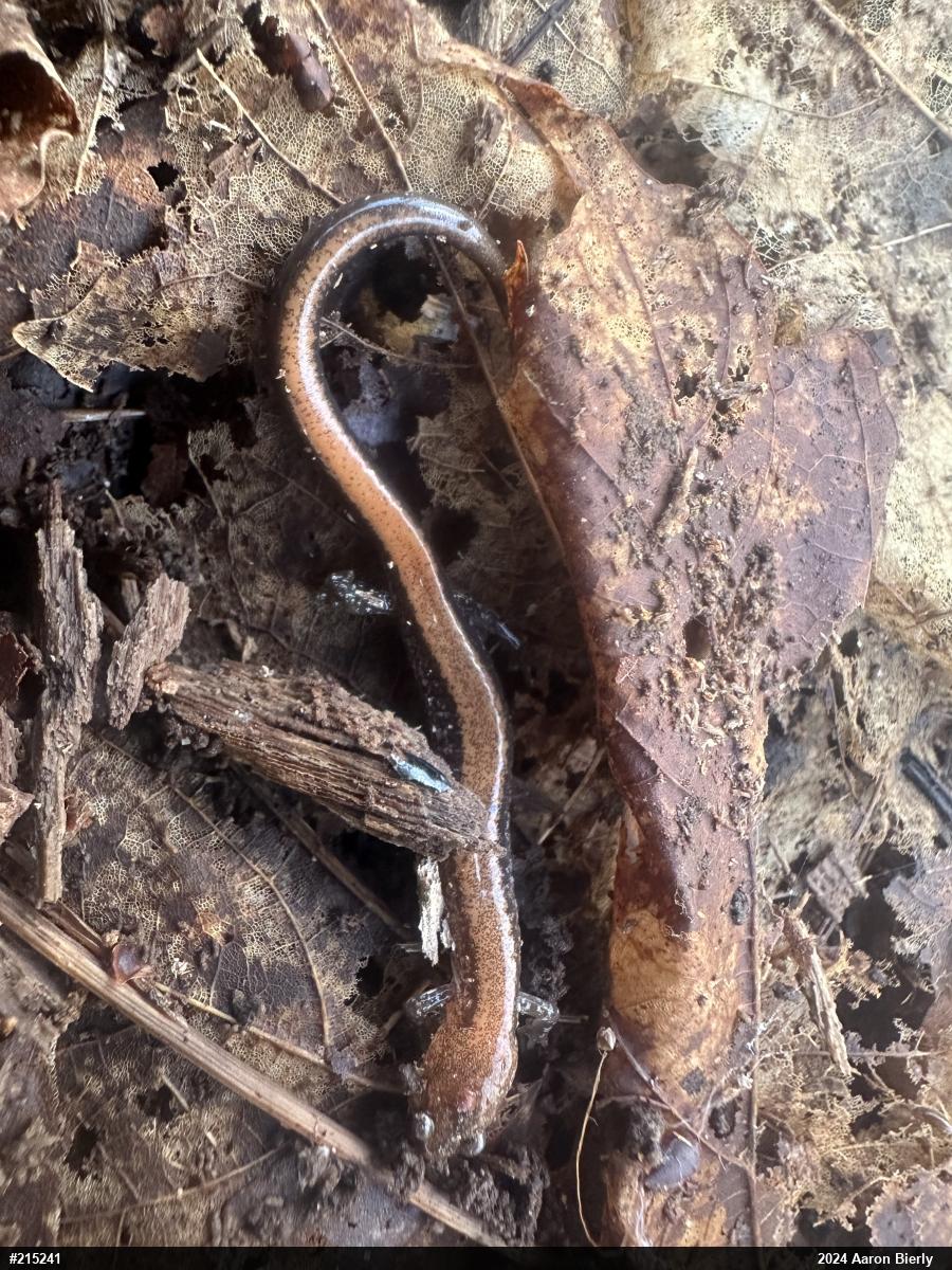 Eastern Red-backed  Salamander