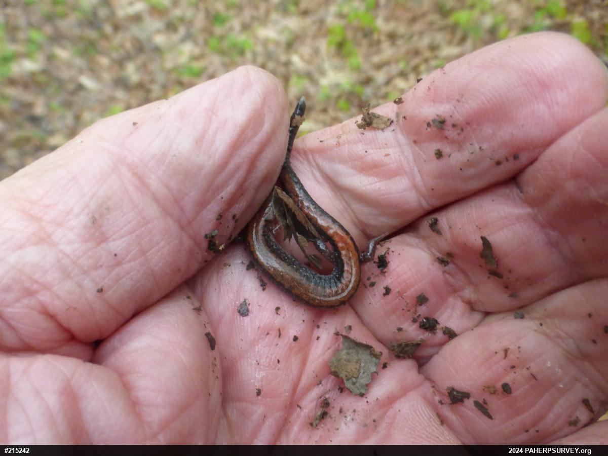 Eastern Red-backed  Salamander