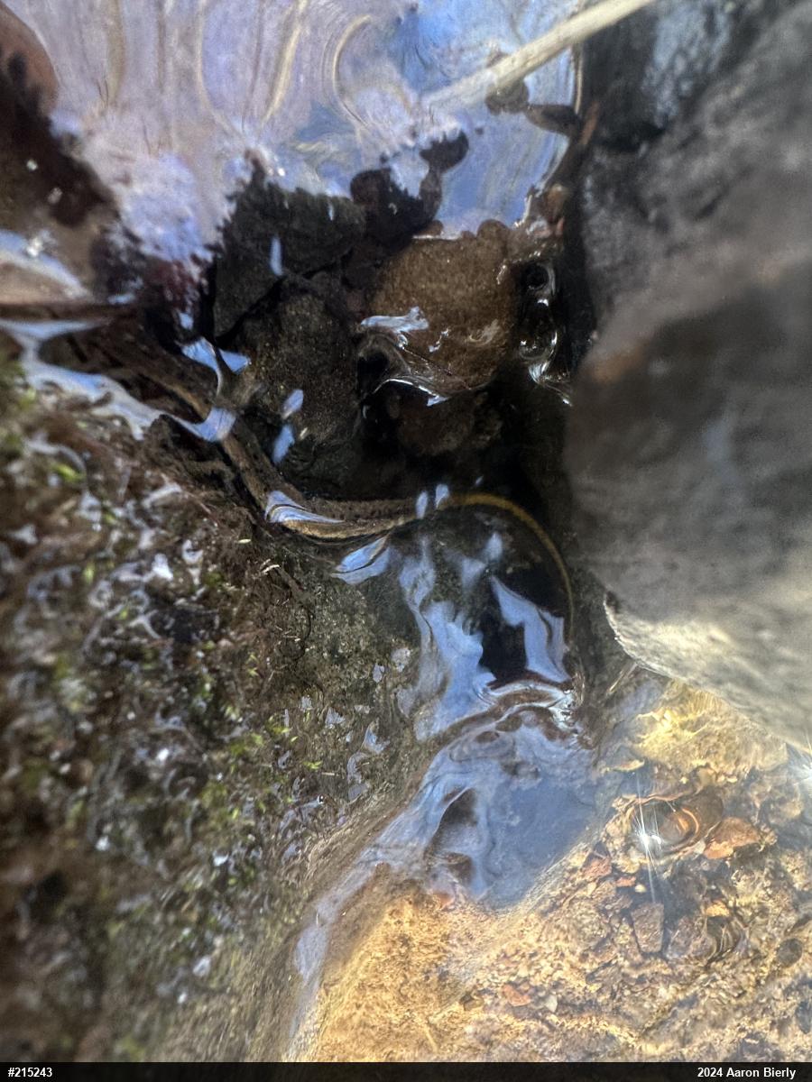 Northern Two-lined Salamander