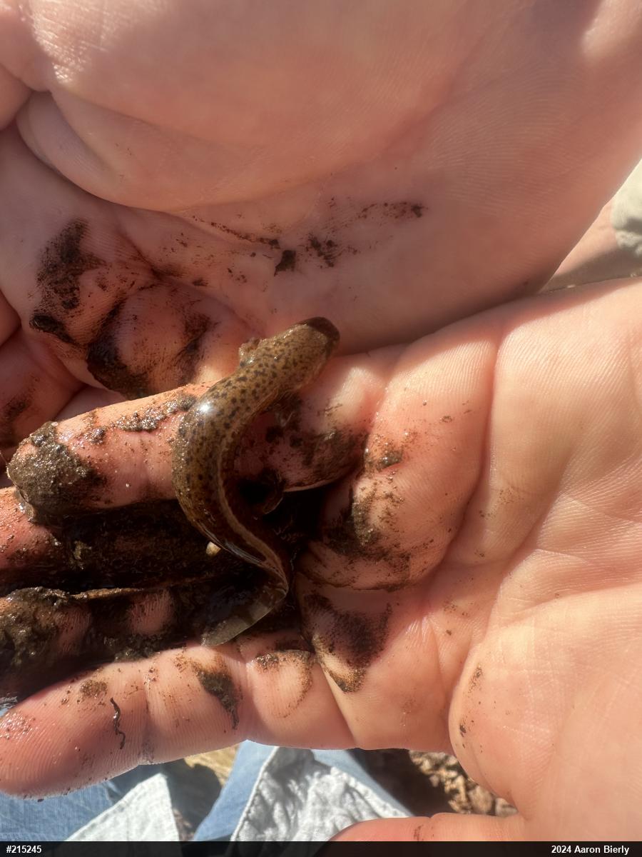 Northern Red Salamander