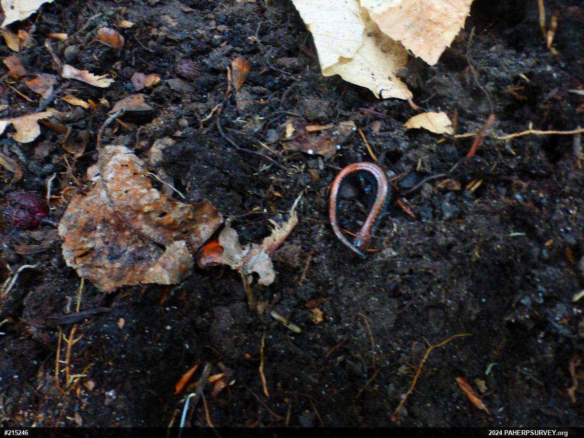 Eastern Red-backed  Salamander