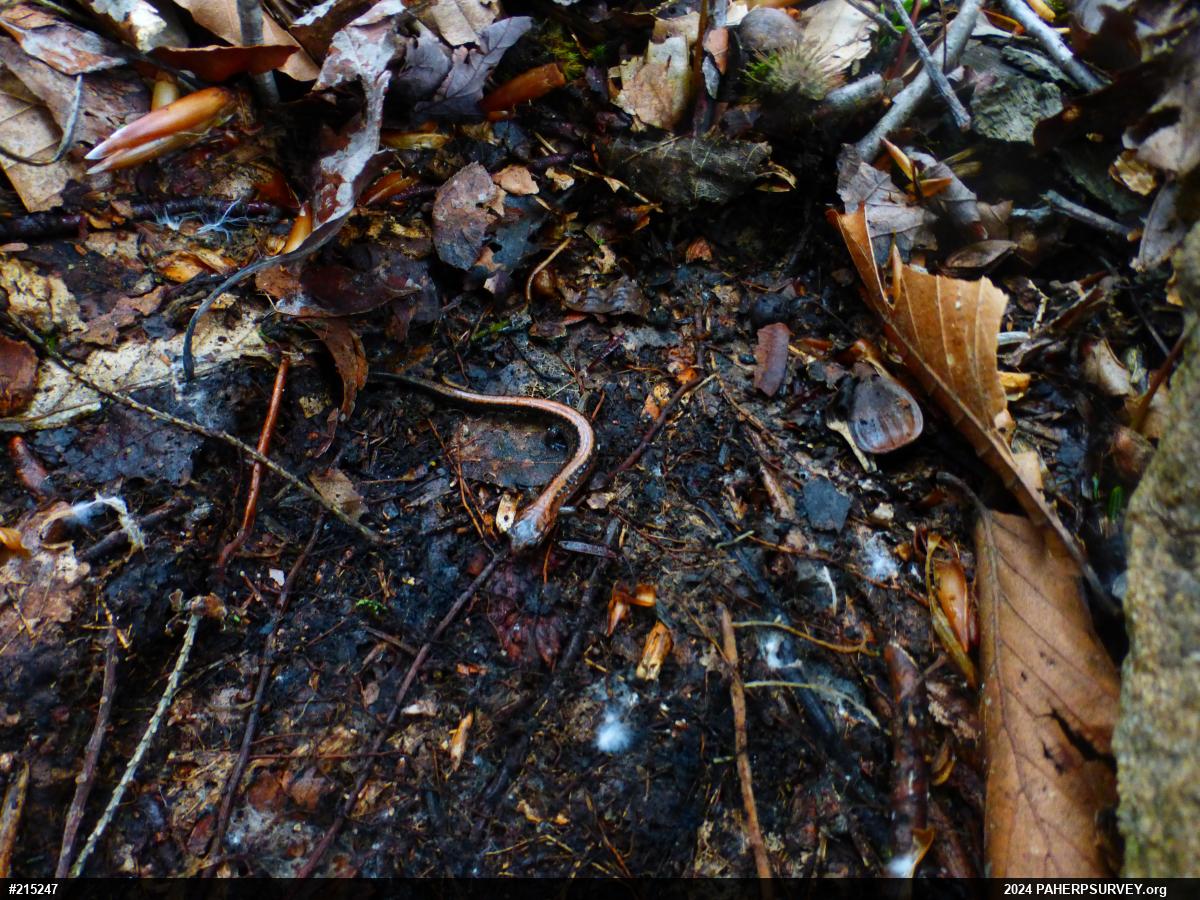 Eastern Red-backed  Salamander