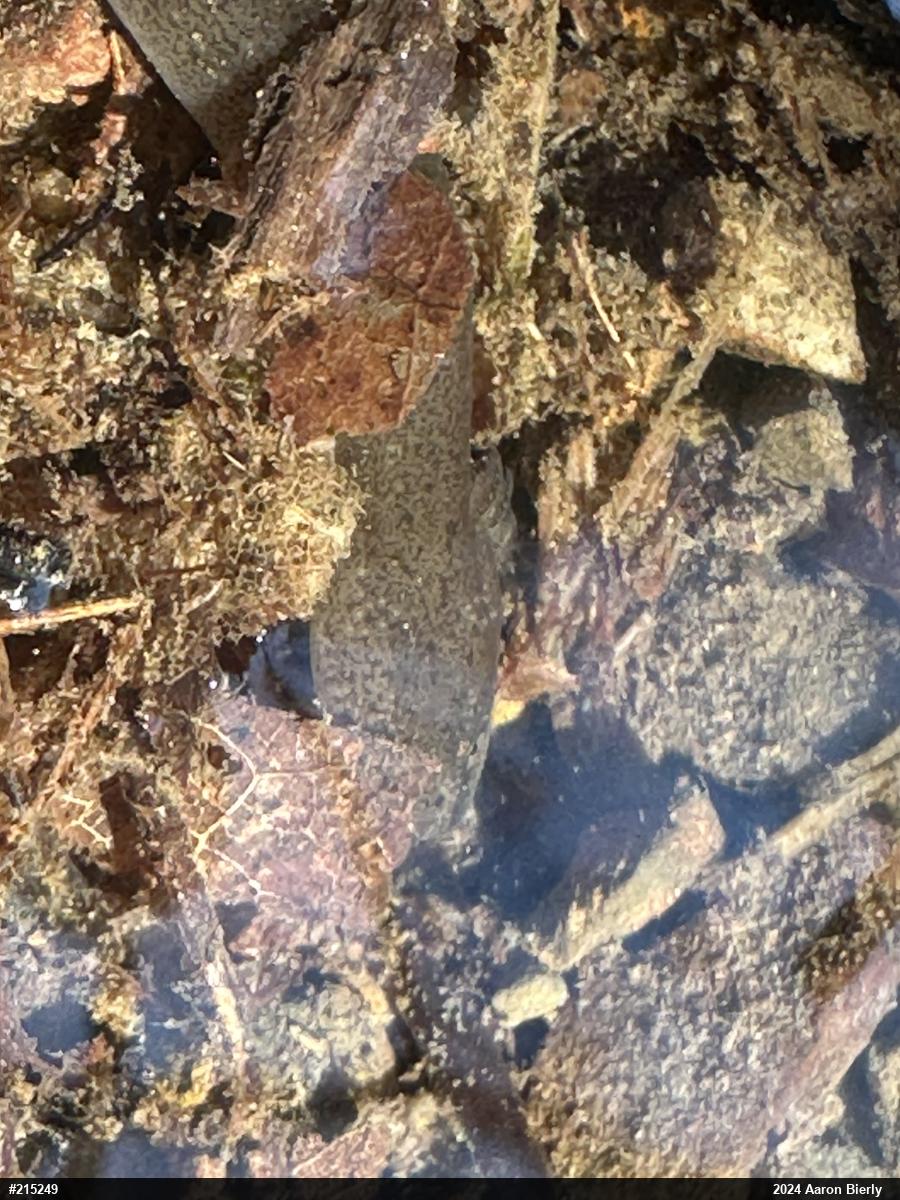 Northern Spring Salamander